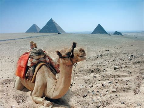 Camels store fat in the hump, not water. Three camel caravan going through the sand desert near ...