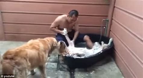 Pornstar giving soapy bubbly massage. Pampered pooch lays back and enjoys a soapy scrubdown as ...