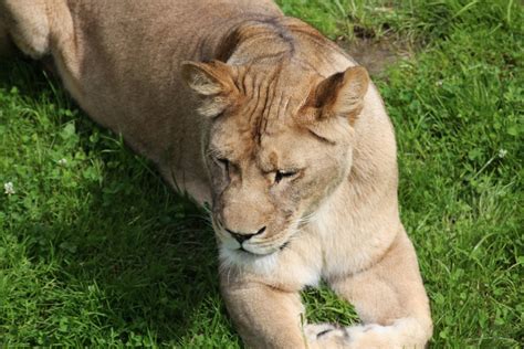 Wisconsin dells animal attractions are a mix of the exotic and the heartland. Free Images : adventure, wildlife, wild, zoo, predator ...