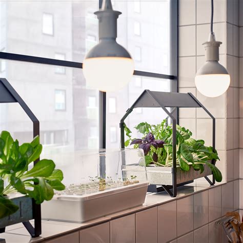 Protector/terrarium dome by wiley coyote single dutch bucket hydroponic system. Picture Of krydda vaxer kit for indoor gardening by ikea 1