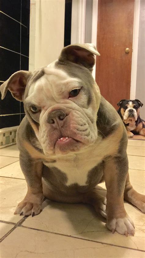 Kia kia is an outstanding lilac tri female. Full Grown French Bulldog Cross English Bulldog For Sale