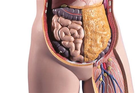 The main osseous landmarks facilitate. Scientists Propose New Human Body Organ - The Mesentery ...