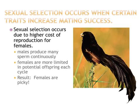 Brennan ( department of ecology and evolutionary biology, yale an extreme example of intersexual selection can be found in species where males form leks. PPT - 11.1 KEY CONCEPT A population shares a common gene pool. PowerPoint Presentation - ID:2087709