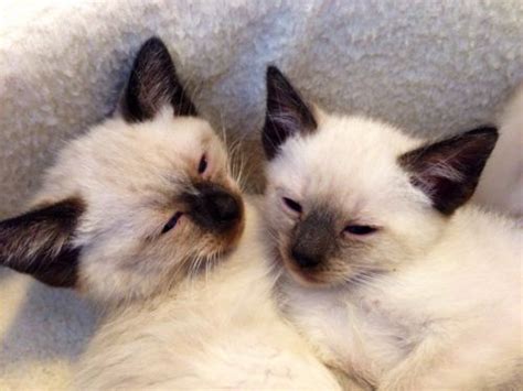 Choosing your perfect feline companion. Hypoallergenic Old Style Balinese kittens : Biological ...