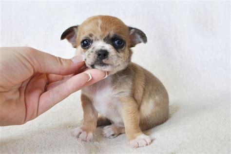 Here at rottweilers royal we know you are going to fall in love with your puppy and we wouldn't dream of requiring you to give up your beloved dog. Micro Teacup Chihuahua Puppies For Sale In Michigan