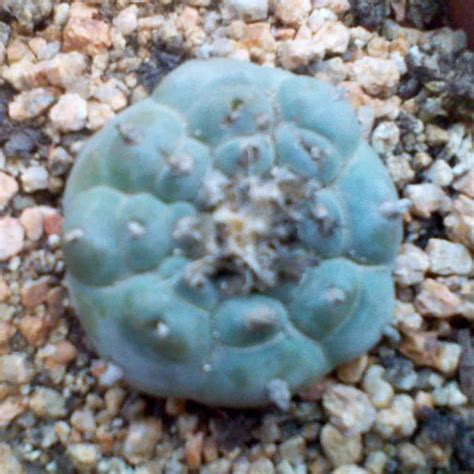 If you haven't seen a san pedro. Tips For Key Factors In Peyote Seeds - Michelle Malkin