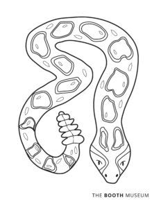 Click the timber rattlesnake coloring pages to view printable version or color it online (compatible with ipad and android tablets). Rattlesnake Coloring Page | Booth Western Art Museum