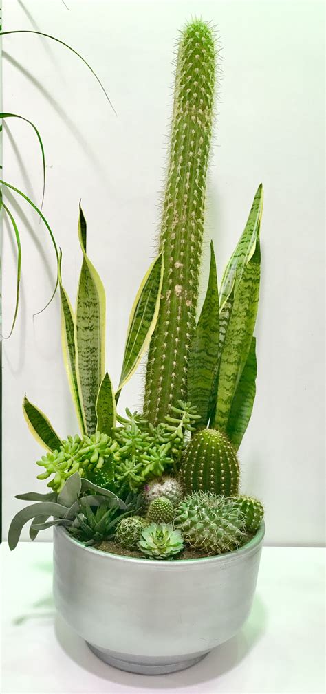 Cactus plants and succulents are a great choice for people who don't when it comes to plants like cacti and succulents, the home depot has you do not sell my personal information. Cactus 🌵 | Succulents, Plants, Cactus