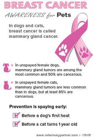 If you should find a lump, make note of the following: Boobies for Newbies: Mammary (Breast) Cancer in Companion ...