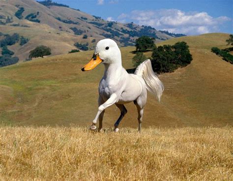If you thought photo manipulation couldn't get any weirder, you were wrong! 15 New Animal Species Bred in Photoshop | Bored Panda