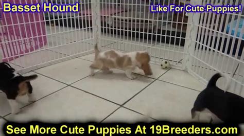 They don't mind some alone time, but extended periods without human contact could lead to. Basset Hound, Puppies, Dogs, For Sale, In Miami, Florida ...
