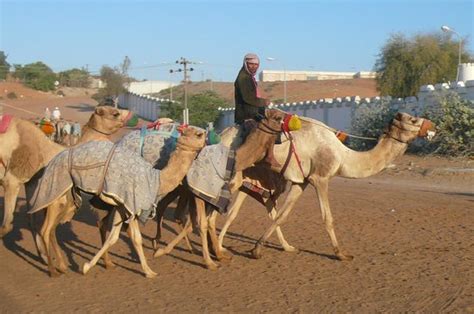 Situated in ras al khaimah in the ras al khaimah region, the dunes camping & safari rak features accommodation with free private parking. Al Sawan Camel Track (Ras Al Khaimah) - Aktuelle 2021 ...