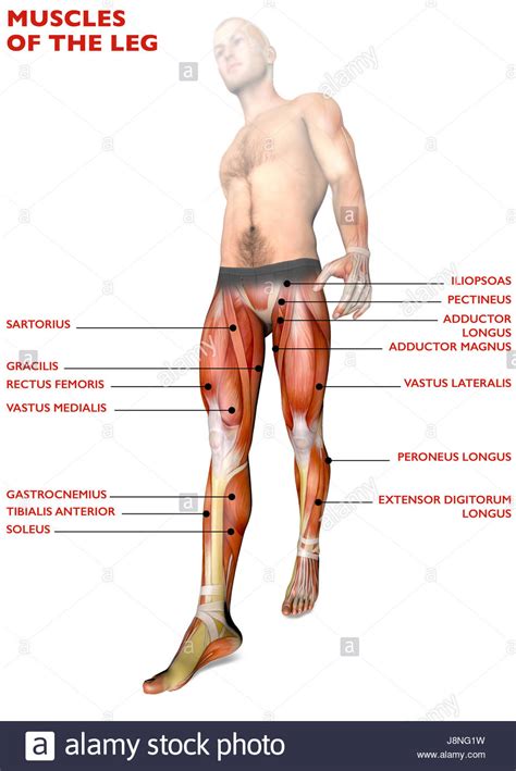 In the muscular system, muscle tissue is categorized into three distinct types: Leg muscles name