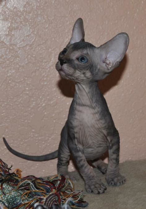 For the past many years our kittens spread to many cities: HomeBareenough Sphynx & Lykoi Cattery / Southern California
