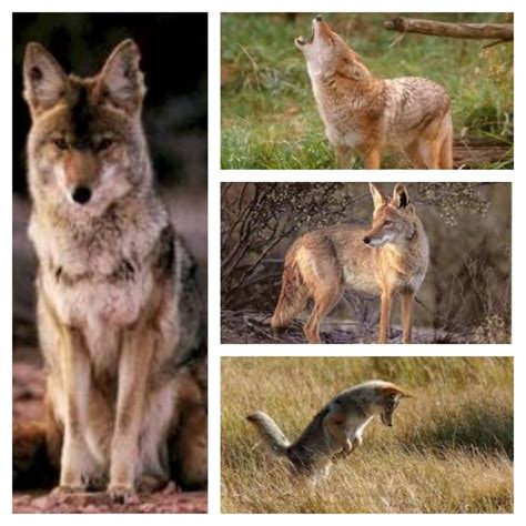 Pour les articles homonymes, voir coyote (homonymie). Mana Keepers: Coyote Totem - Quick Reference