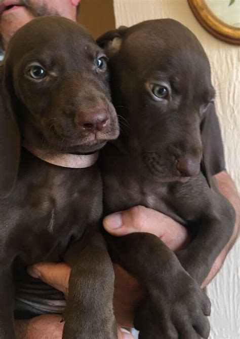 Look at pictures of vizsla puppies who need a home. Vizsla Weimaraner Mix Dog - Goldenacresdogs.com