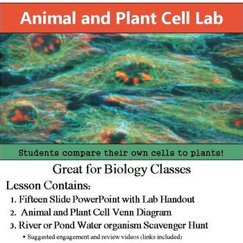 Animal cell and plant cell lab report. Cell Lab - Inquiry Based Microscope Lab - Plant, Animal ...