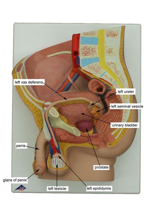 Male anatomy model for reference. Reproductive System Diagram Male Anatomy Front View / .kotak otak.: Ini Bukan Cerita LUCAH ...