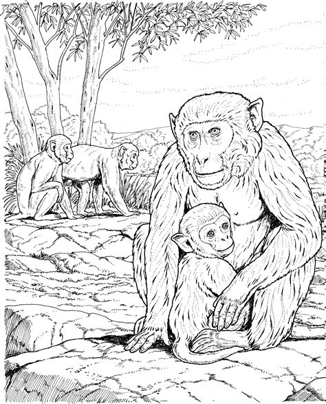 Kids songs, shows, crafts, activities, and resources for teachers & parents! Realistic Monkey Coloring Pages - Coloring Home