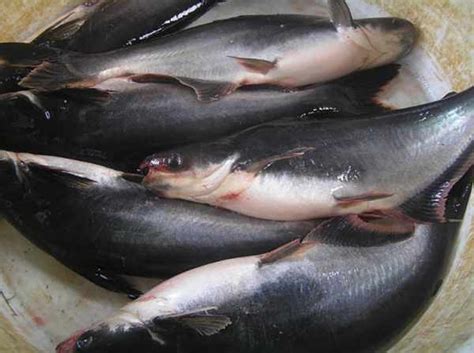 We dug up translations of 16 produce malaysians love. UPDATE] Daftar Harga Ikan Patin Per Kg Terlengkap