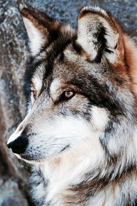 Wolves work together to hunt, raise their young, and protect their territory. Grey Wolf | Wolf pictures, Beautiful wolves, Wolf photos