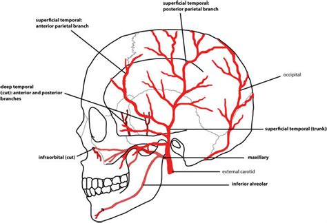 A venn diagram template word is easy to print and use. Simplified schematic of the arterial supply of the skull (lateral... | Download Scientific Diagram