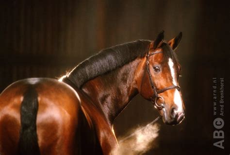 Hij behoort tot de beste nakomelingen van berlin. KWPN-hengst Damiro B overleden - Horses.nl