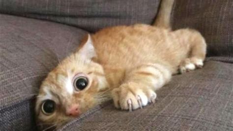 Treatment of ataxia || اٹیکسیا کیا ہے || اٹیکسیا کسے کہتے ہیں. Top 10 Funny Cat Videos - Funny Cats 2017 - YouTube