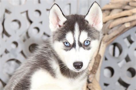 Koda ia a 8 week old husky puppy. Georgia - Incredible Husky - Puppies Online