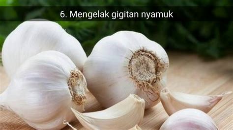 Kabar baiknya, khasiat bawang putih mentah juga sangat manjur untuk mencegah dan meredakan flu. 7 khasiat bawang putih - YouTube