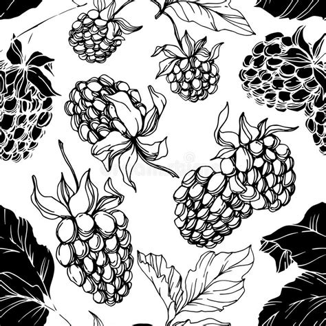 Download hd blackberry priv wallpapers best collection. Vector Blackberry Healthy Food. Black And White Engraved ...