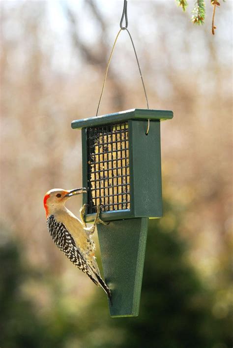 The most common bird food diy material is silicone. Suet Woodpecker Feeder in 2020 | Suet bird feeder, Suet ...