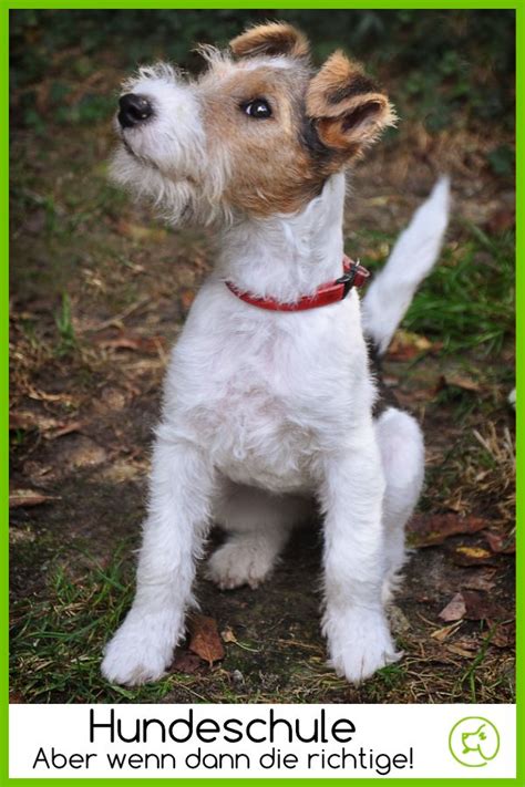 Wenn du jedoch merkst, dass dein vierbeiner nicht deinen anweisungen folgt, aggressiv reagiert oder dir sogar gar wo findet das training statt? Hundeschule? Ja, aber dann die richtige! - dogeridoo ...