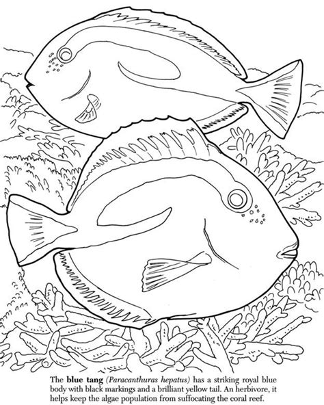 Find over 100+ of the best free coral reef fish images. dover coloring book coral reef - Google Search | Ocean ...