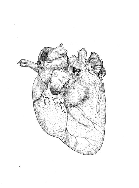 Maybe you would like to learn more about one of these? Heart Anatomical Drawing at GetDrawings.com | Free for ...