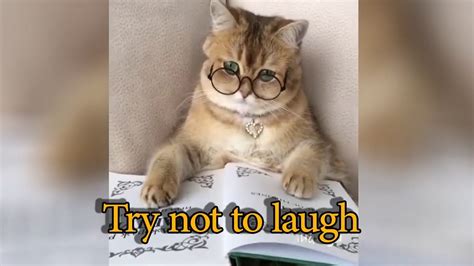 What is your favourite clip? Try Not To Laugh best funny cat videos 2018 #1 - YouTube