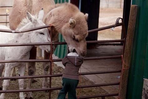 Close up head of funny camel with open mouth in egypt. Logic Problems for Parents: So a Camel Is Eating Your ...