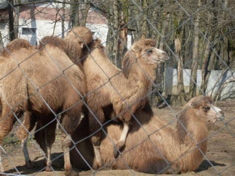 A bactrian camel has two humps and a dromedary camel has one hump.camels are even toed hoofed cud chewing types of mammals in the order artiodactyla.there are two species: DROMEDARY/BACTRIAN CAMEL WHATSAPP +27632431669 Kimberley ...