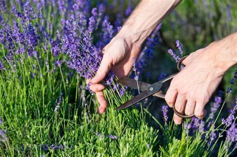 Lavendel sieht in deinem garten nicht nur schön aus, du kannst ihn auch für bastelprojekte, rezepte und zur dekoration ernten. Lavendel schneiden: Wann und wie zurückschneiden? | Garten ...