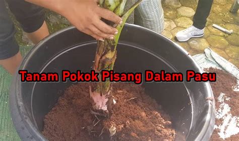 Kupas kulit pisang lalu iris tipis. Nak Tanam Pokok Pisang Dalam Pasu, Ikut Cara Ini ...