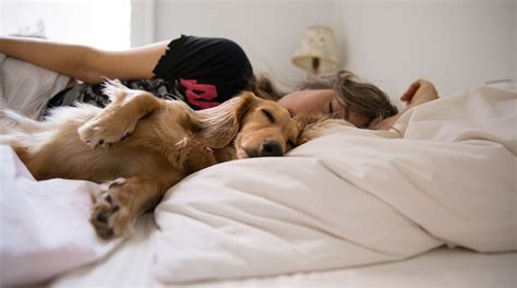 Der traum nimmt das bett besonders wichtig, denn 'wie man sich bettet so liegt man'. Frauen schlafen besser mit Hunden an ihrer Seite als mit ...