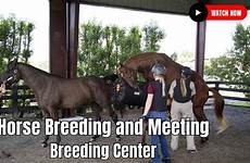 breeding horse close center meeting