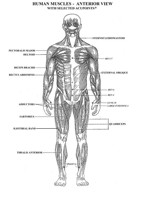 At moment i am concentrating on back anatomy in form of skeleton, muscles, which i need to colour in and label to show i know. Human Body Muscle Diagram - Human Anatomy