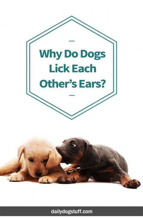 The cost of our service depends on several factors such as. Why Do Dogs Lick Each Other's Ears? | Why do dogs lick ...