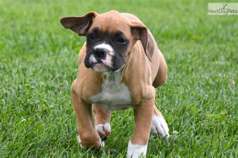 A boxer named junebug gave birth to 5 puppies on july 15th 2010. Boxer puppy for sale near Fort Wayne, Indiana. | cd6fbf25-cca1