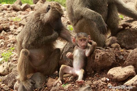 BABY BABOON | A baby baboon enjoys a summer afternoon in ...