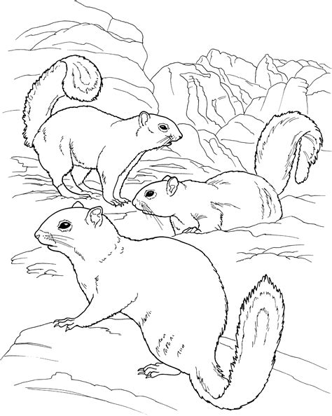 The squirrel has very sharp teeth and can jump dexterously and quickly even in the tallest trees. Free Squirrel Coloring Pages