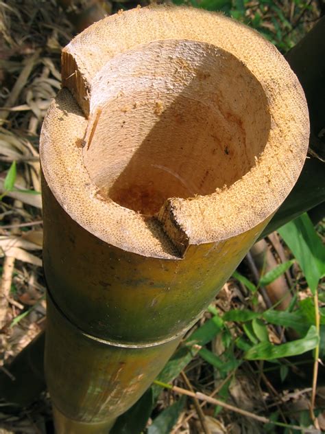 Additionally, it allows me to cut the stubs of bamboo very close to the ground so that i don't step on them and trip. Free photo: Cut Down Tree Trunk - Wood, Old, Trunk - Free ...