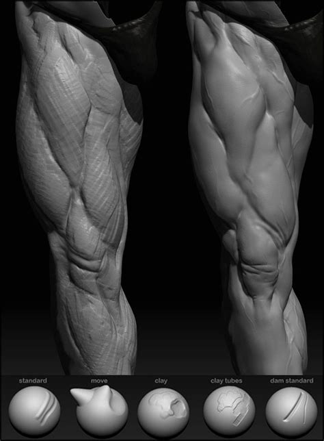 Skeleton, intrinsic muscles, extrinsic muscles and mucosa. 10 top 3D modeling tips | Zbrush anatomy, Anatomy for ...