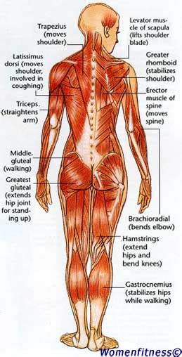 Check spelling or type a new query. Women Fitness: Strength Training Muscle Map